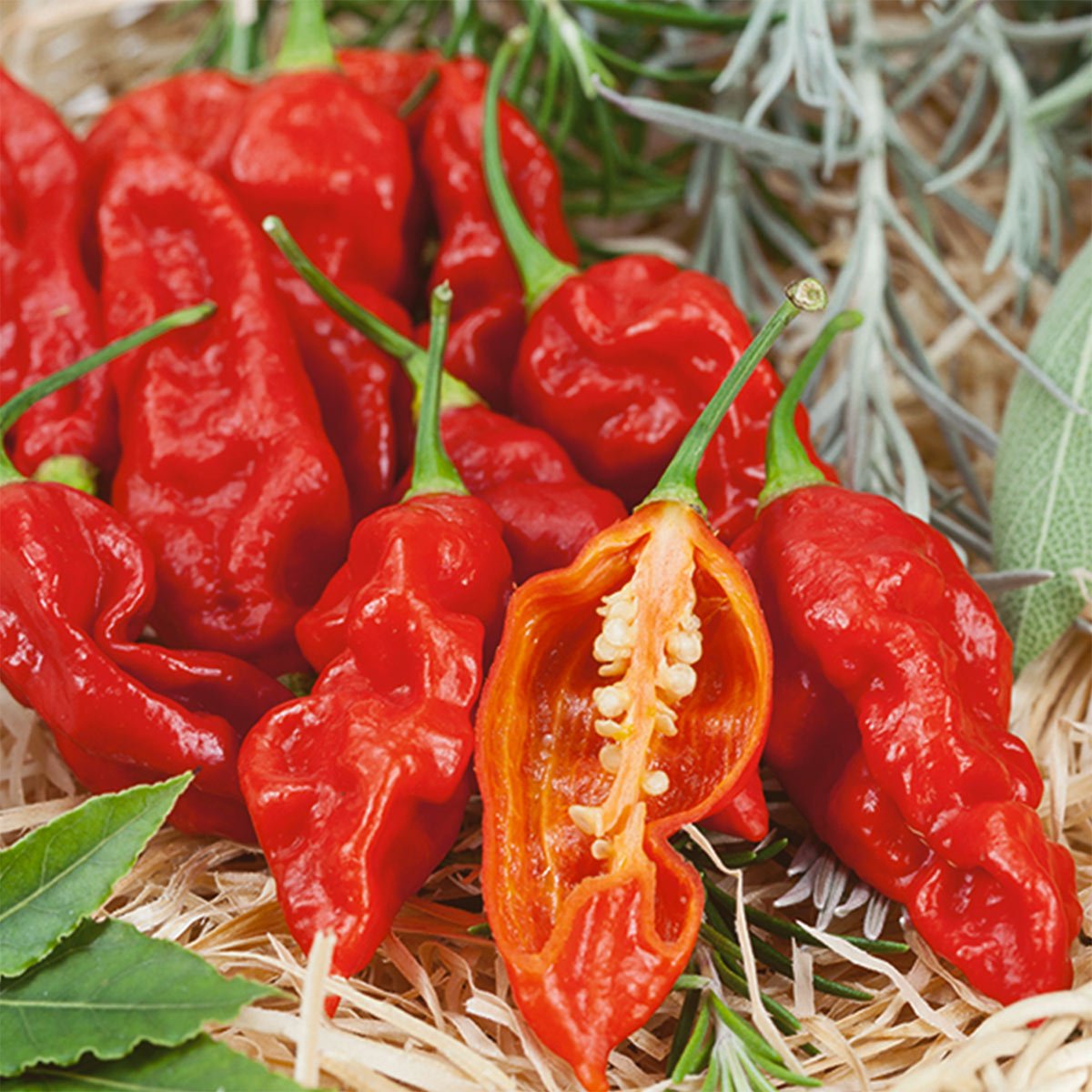 Wicked Ghost F1 Pepper Seeds - The Pepper Pantry (Formerly Marie Sharp's)