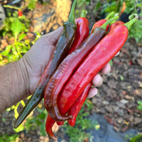 Wildcat Cayenne - Seeds - The Pepper Pantry (Formerly Marie Sharp's)