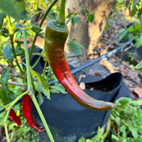 Wildcat Cayenne - Seeds - The Pepper Pantry (Formerly Marie Sharp's)