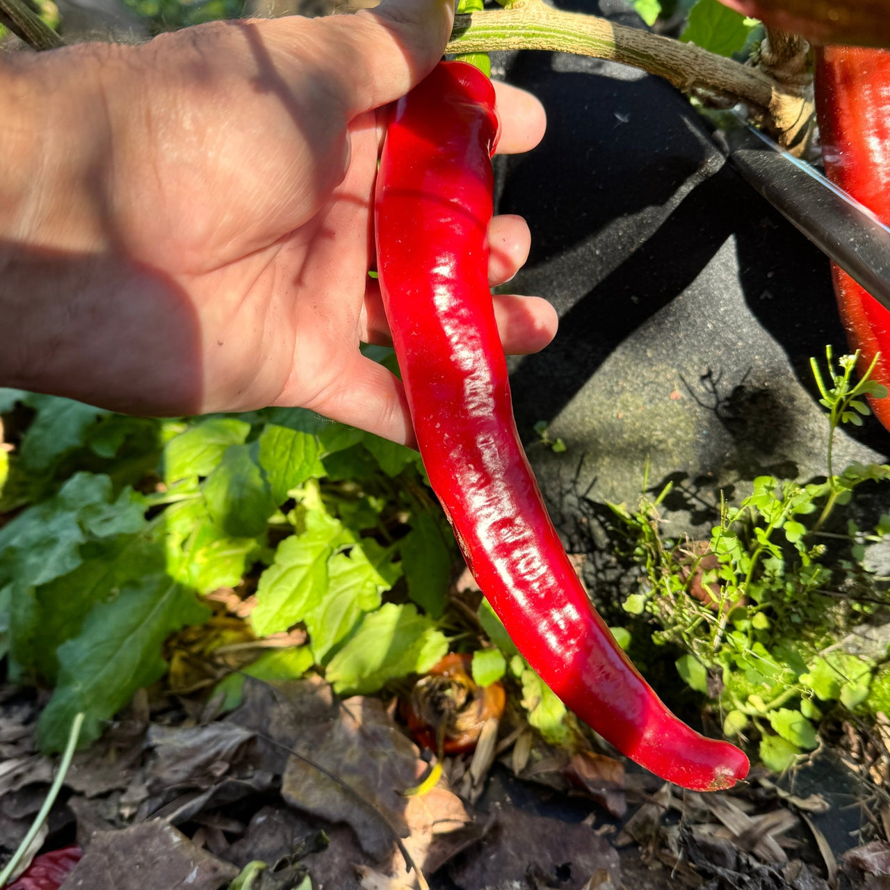 Wildcat Cayenne - Seeds - The Pepper Pantry (Formerly Marie Sharp's)