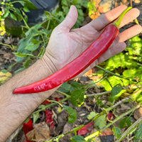 Wildcat Cayenne - Seeds - The Pepper Pantry (Formerly Marie Sharp's)