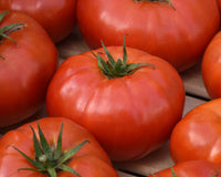 WonderStar Red Hybrid Tomato Seeds