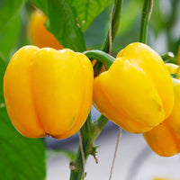 Yellow Bell Pepper Seeds - Treated - The Pepper Pantry (Formerly Marie Sharp's)