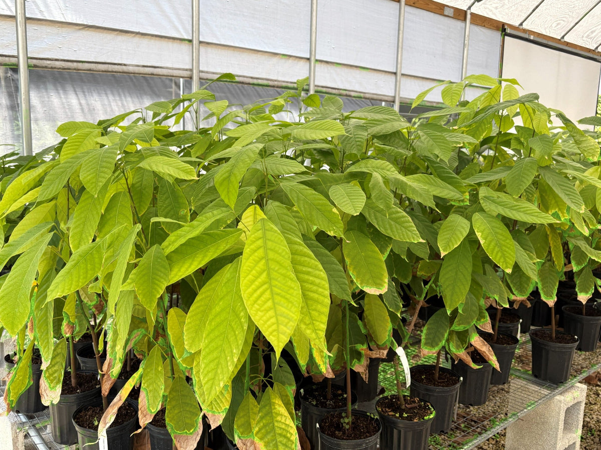 Trinitao Cacao Tree Yellow, Long Ribbed – Fruit-Bearing Theobroma Cacao Tree