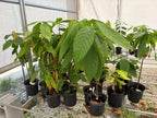 Trinitao Cacao Tree Yellow, Long Ribbed – Fruit-Bearing Theobroma Cacao Tree