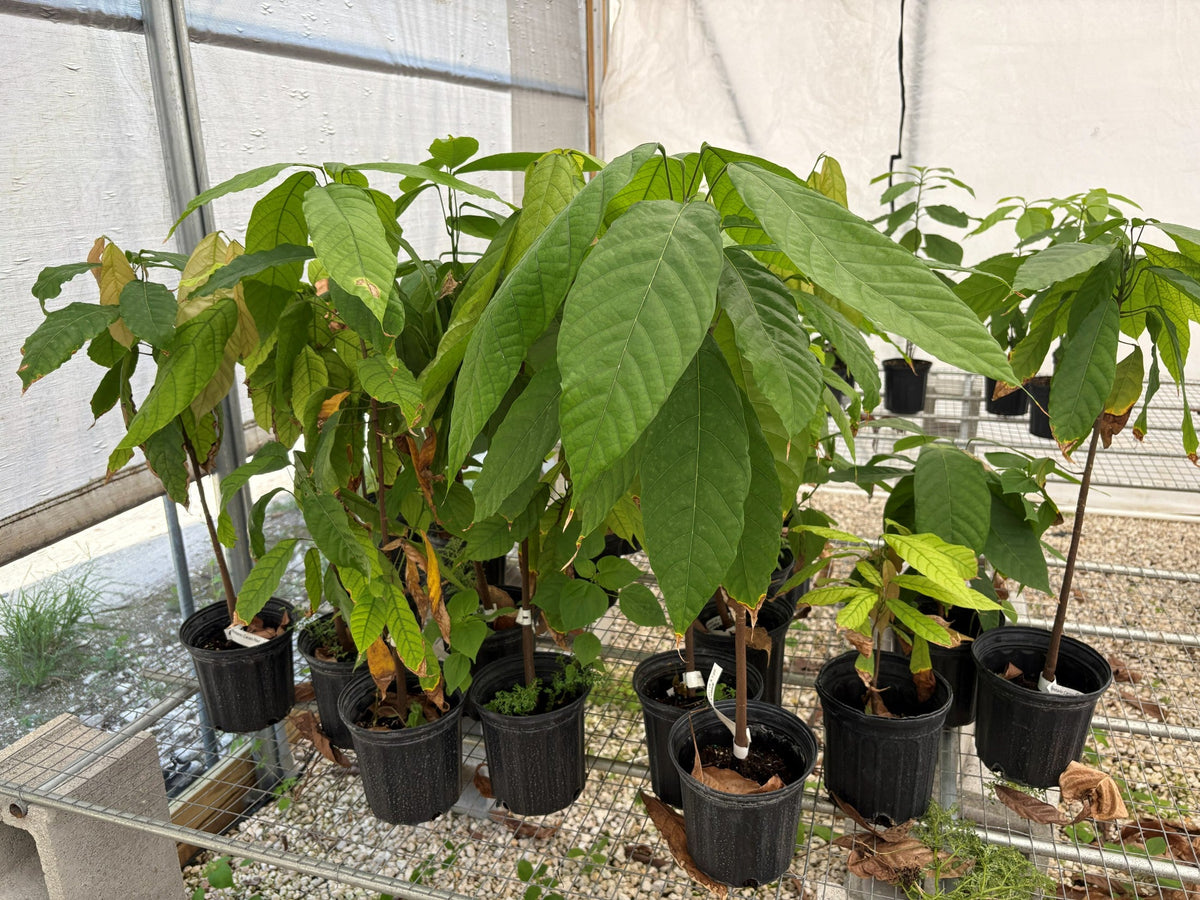 Trinitao Cacao Tree Yellow, Long Ribbed – Fruit-Bearing Theobroma Cacao Tree