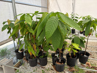 Trinitao Cacao Tree Yellow, Long Ribbed – Fruit-Bearing Theobroma Cacao Tree