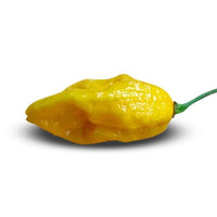 Yellow Devils Tongue Pepper Seeds - The Pepper Pantry (Formerly Marie Sharp's)