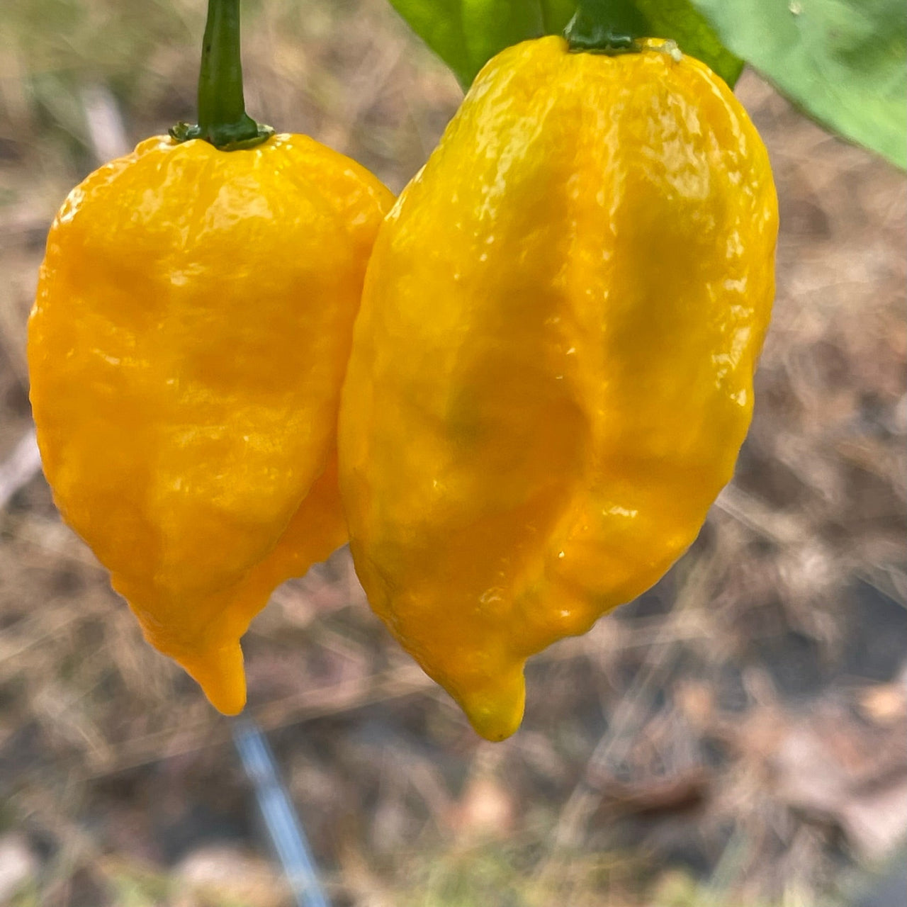 Yellow Fever - Seeds - The Pepper Pantry (Formerly Marie Sharp's)