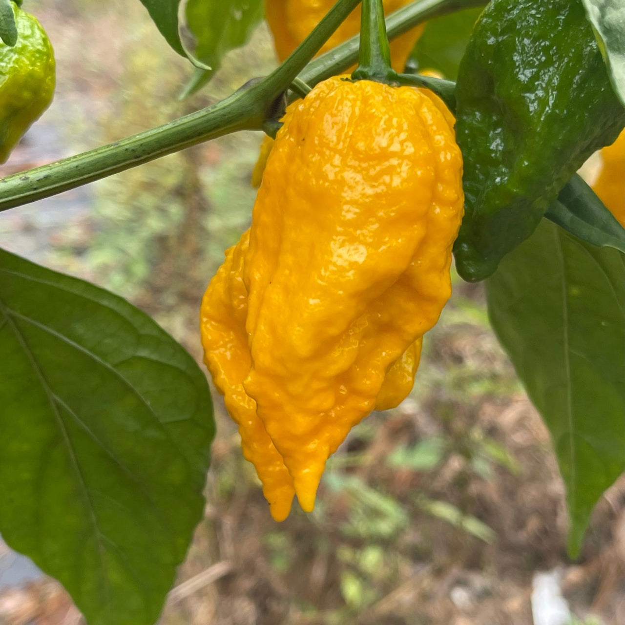 Yellow Fever - Seeds - The Pepper Pantry (Formerly Marie Sharp's)