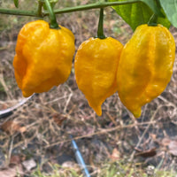 Yellow Fever - Seeds - The Pepper Pantry (Formerly Marie Sharp's)