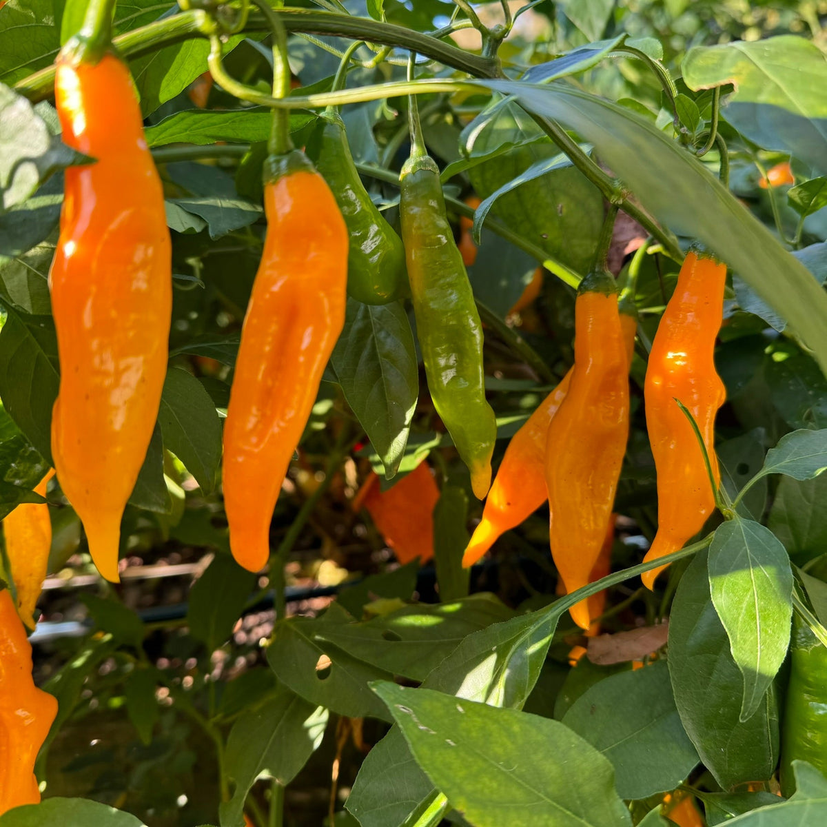 Yellow Pasilla Mixe Chili or Yellow Pasilla de Oaxaca - Seeds