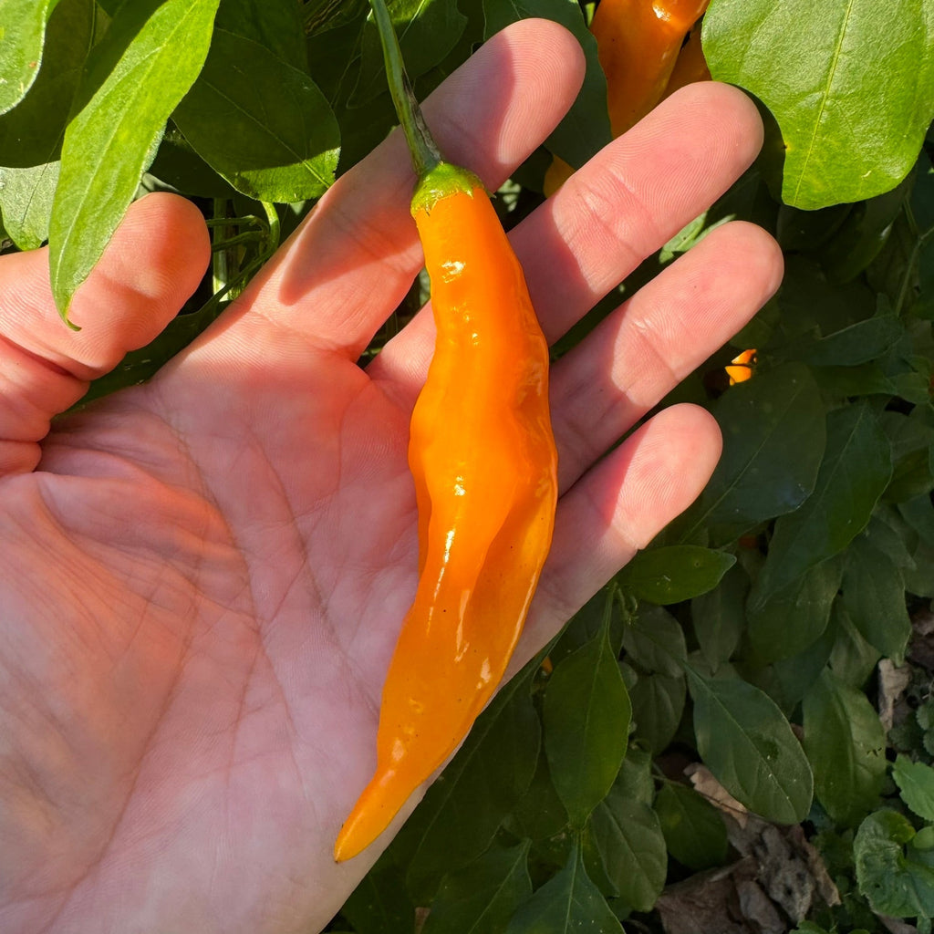 Yellow Pasilla Mixe Chili or Yellow Pasilla de Oaxaca - Seeds