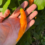 Yellow Pasilla Mixe Chili or Yellow Pasilla de Oaxaca - Seeds