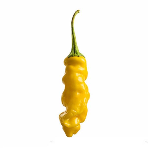 Yellow Peter Pepper Seeds (Non - Isolated) - The Pepper Pantry (Formerly Marie Sharp's)