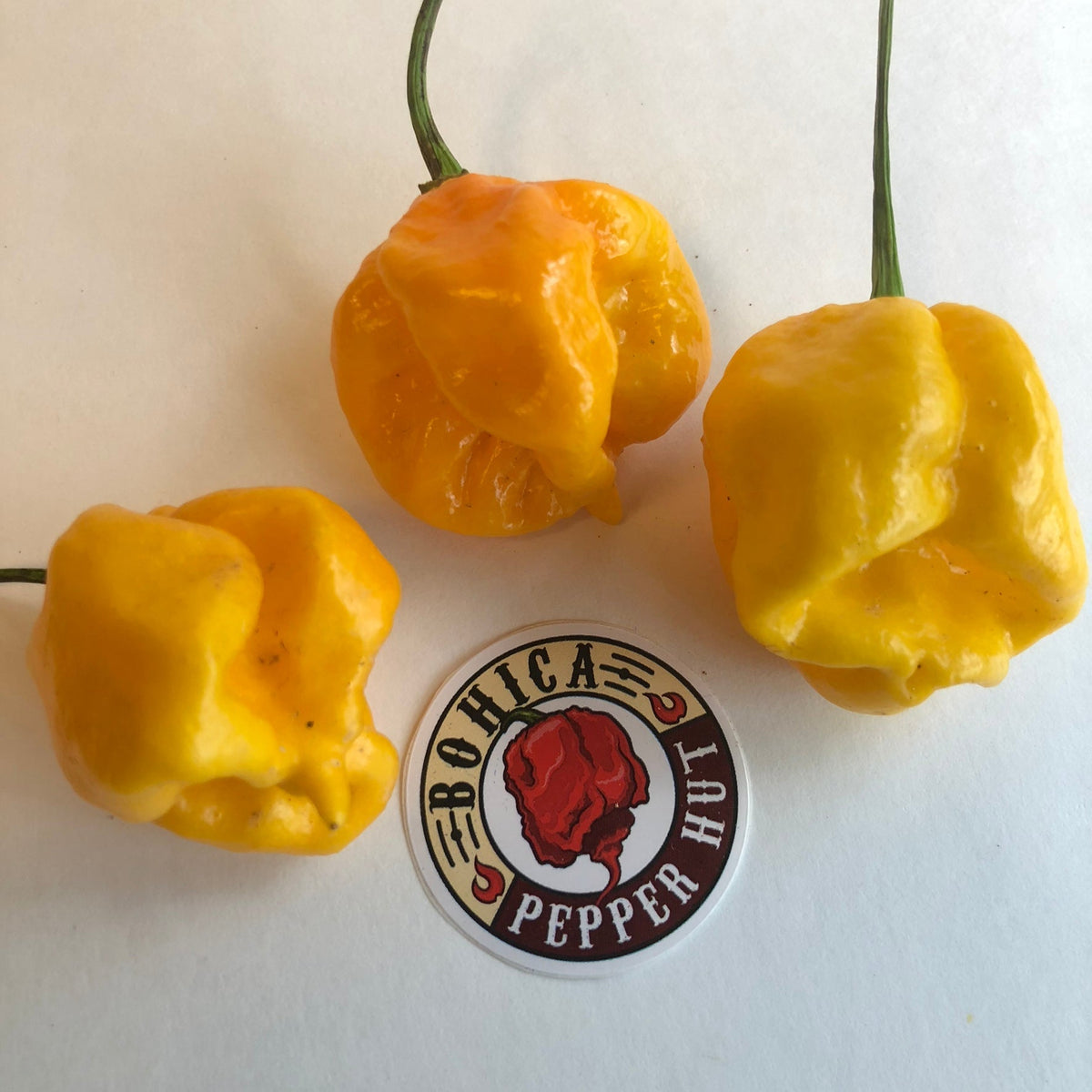 Yellow Reaper Cross - Seeds