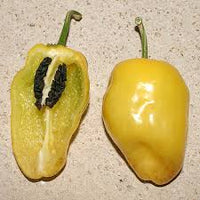 Yellow Rocoto Pepper Seeds - The Pepper Pantry (Formerly Marie Sharp's)