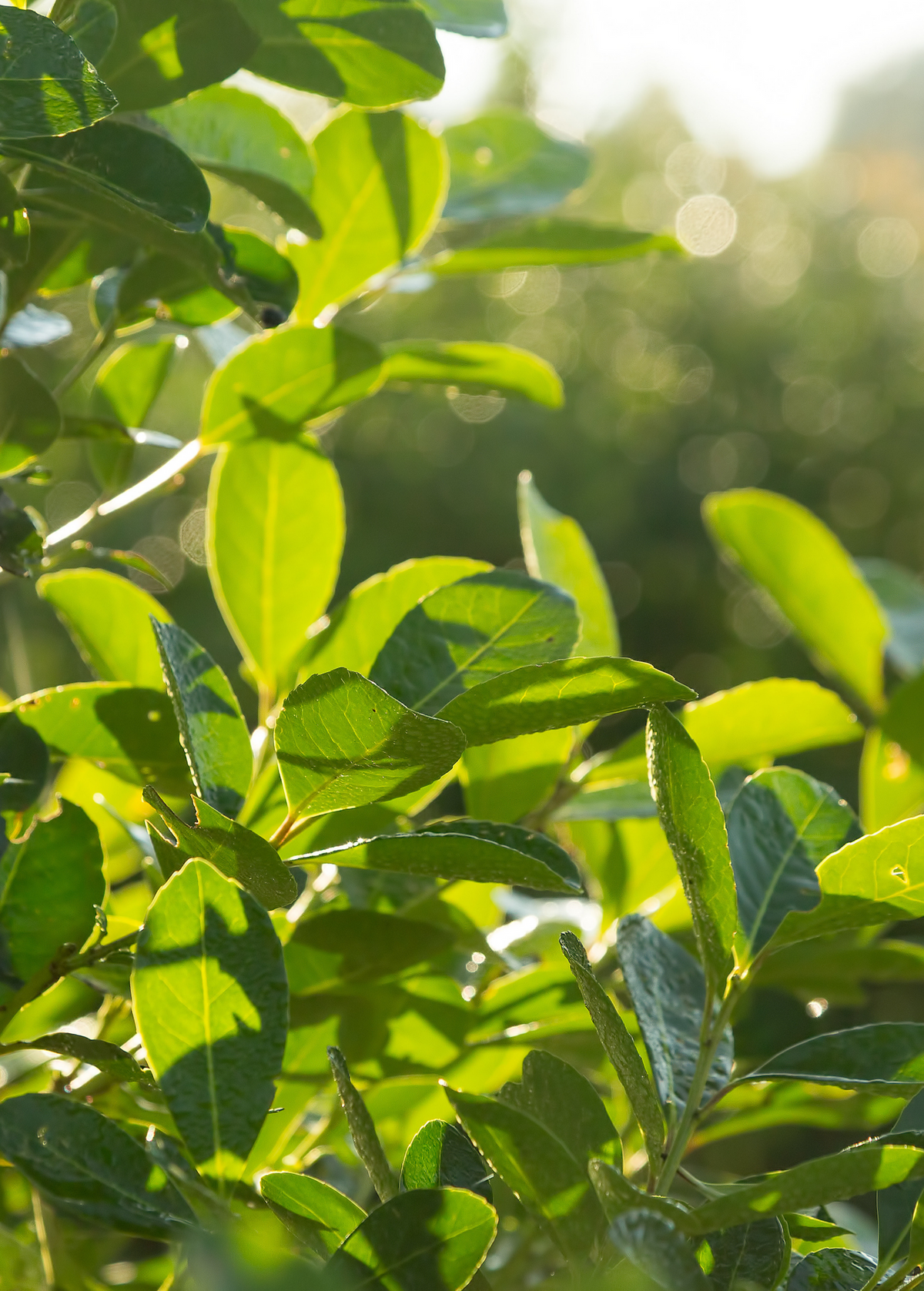 Yerba Mate (Ilex paraguariensis)