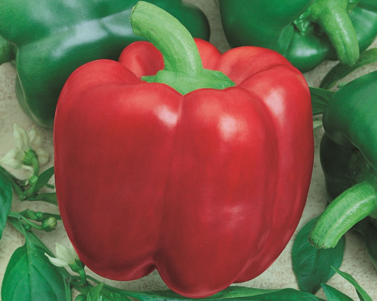 Yolo Wonder Pepper Seeds