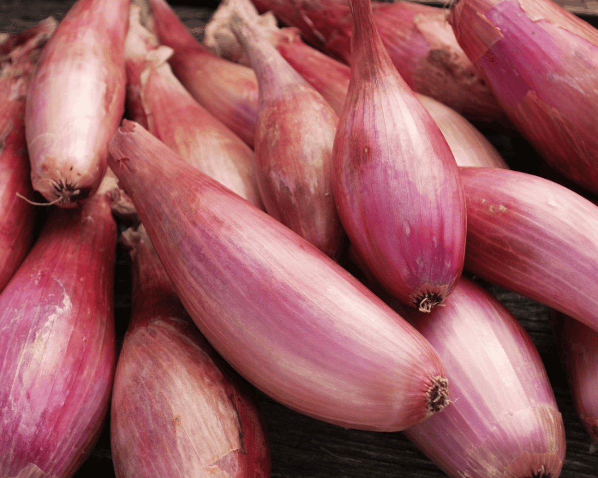 Zebrune Shallot Seeds