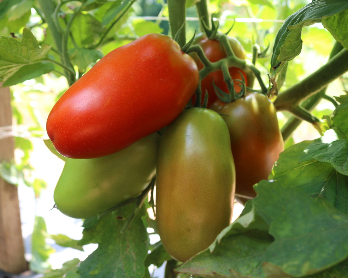Zenzei Hybrid Tomato Seeds