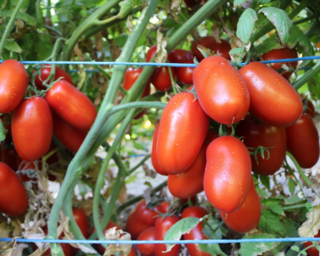Zenzei Hybrid Tomato Seeds