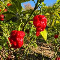 Zing - Seeds - The Pepper Pantry (Formerly Marie Sharp's)