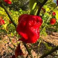 Zing - Seeds - The Pepper Pantry (Formerly Marie Sharp's)