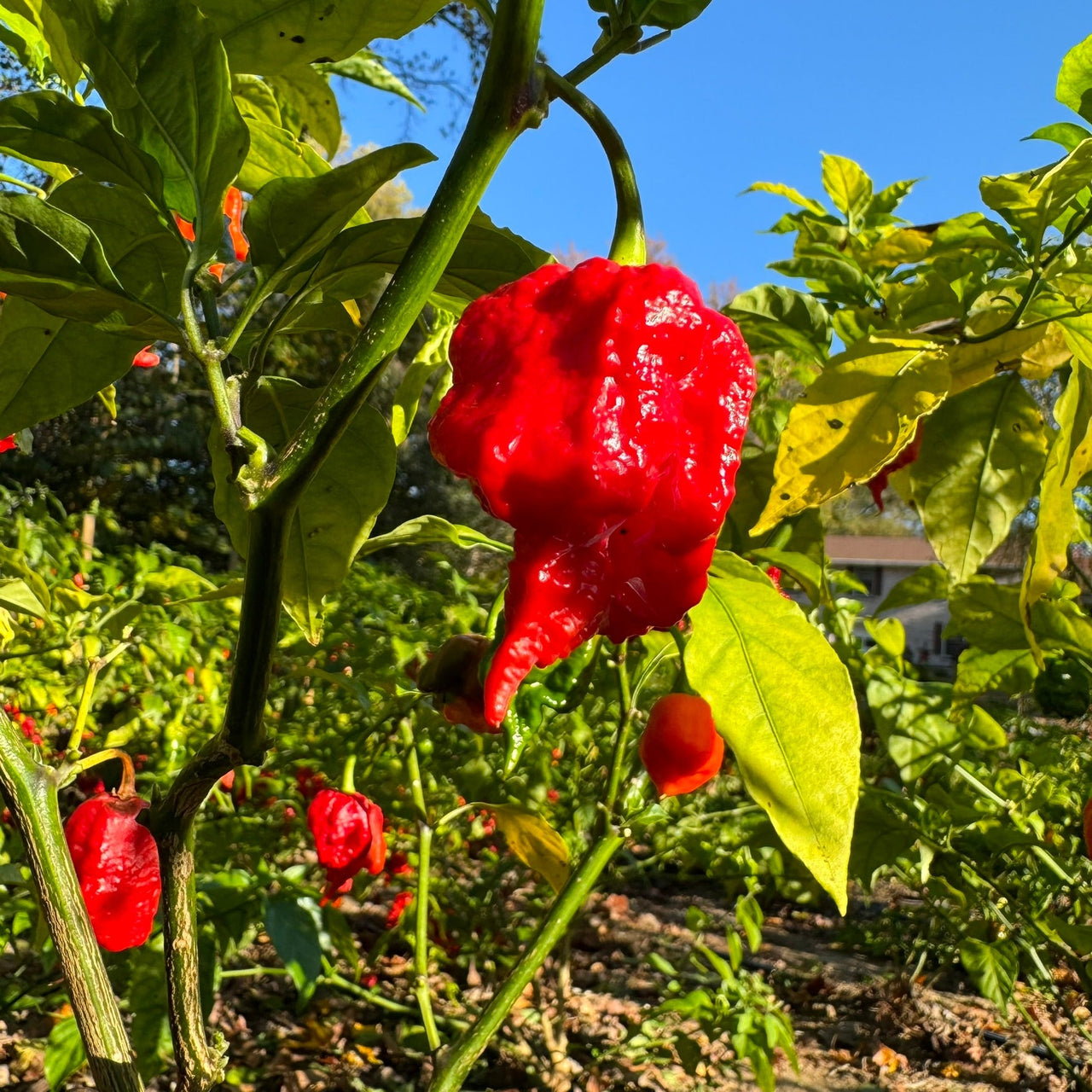 Zing - Seeds - The Pepper Pantry (Formerly Marie Sharp's)
