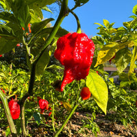 Zing - Seeds - The Pepper Pantry (Formerly Marie Sharp's)