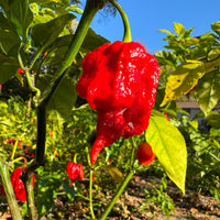 Zing - Seeds - The Pepper Pantry (Formerly Marie Sharp's)